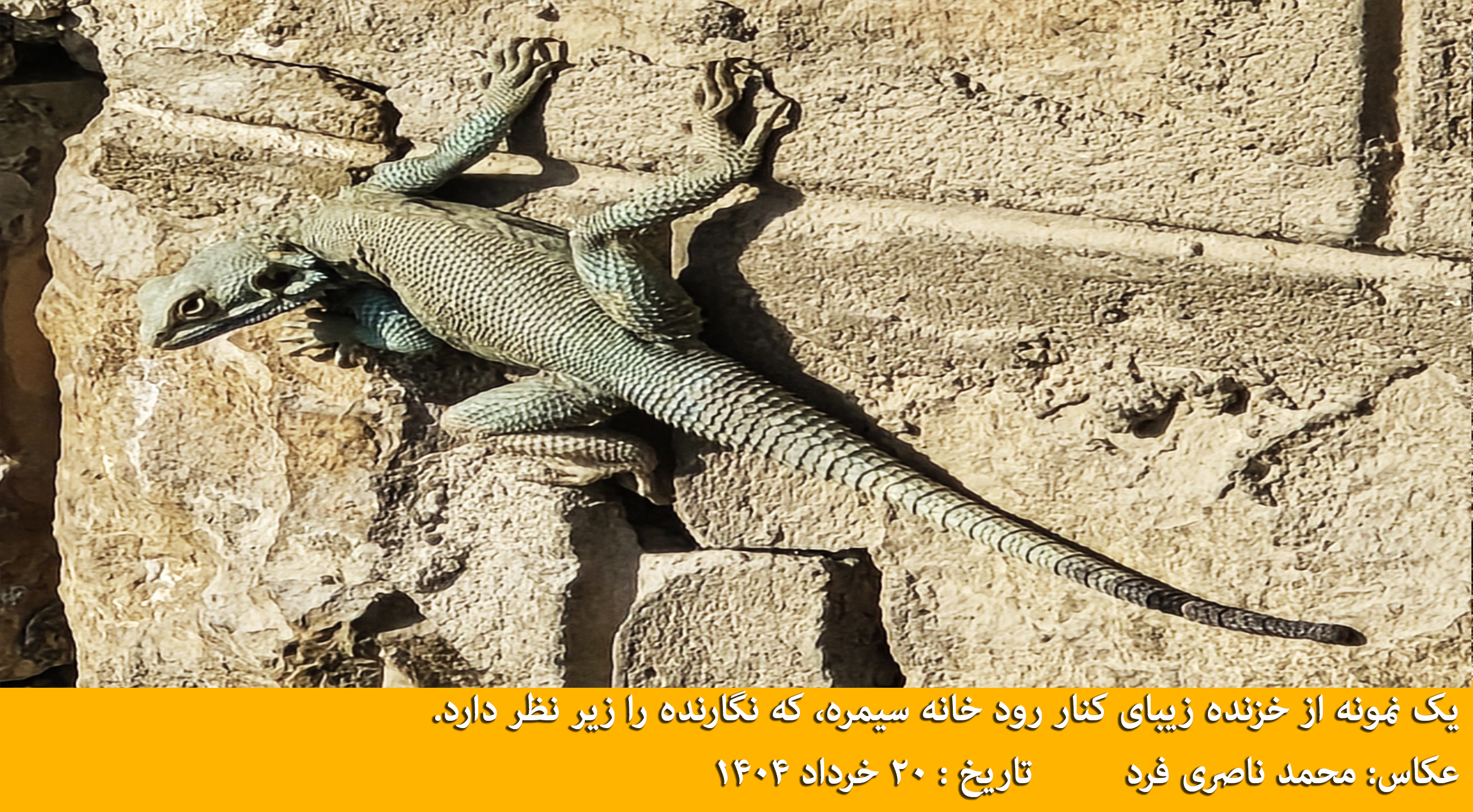 ۱۶- خزنده زیبای کنار رودخانه سیمره که نگارنده را زیر نظر دارد.