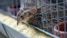 پرورش بلدرچین در قفس بهتر یا بدون قفس ؟