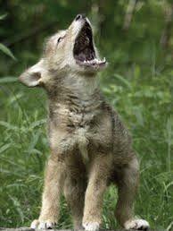 داستان برّه‌ و توله گرگ