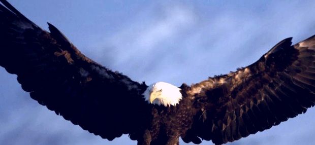 عقاب در ارتفاعات