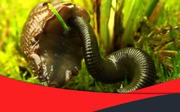 آموزش پرورش زالو