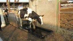 چگونه حمام سم باعث پیشگیری از لنگش می شود؟