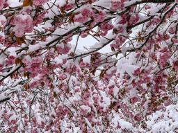 چالش کتابخوانی طاقچه: برف بهاری