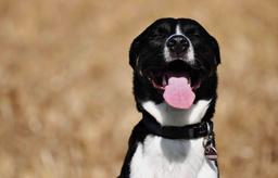 10 دلیل متداول که چرا سگ شما ممکن است نفس سنگین بکشد