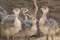 درامد ماشین جوجه کشی بیشتره یا ماشین مسافرکشی ؟