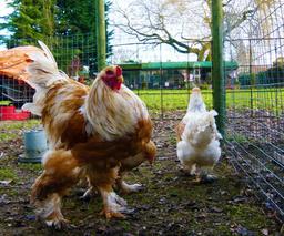 نگهداری از جوجه ها پس از خروج از تخم