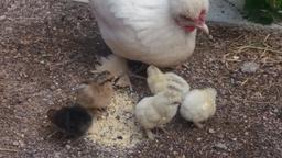 در دوران کورونا