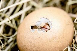 تفاوت دوره ستر و هچر در جوجه کشی