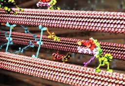 خرافه تکامل جانداران را باور نکنید(ماشینهای ملکولی)