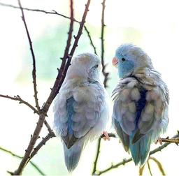 آهنگ و خاطره: