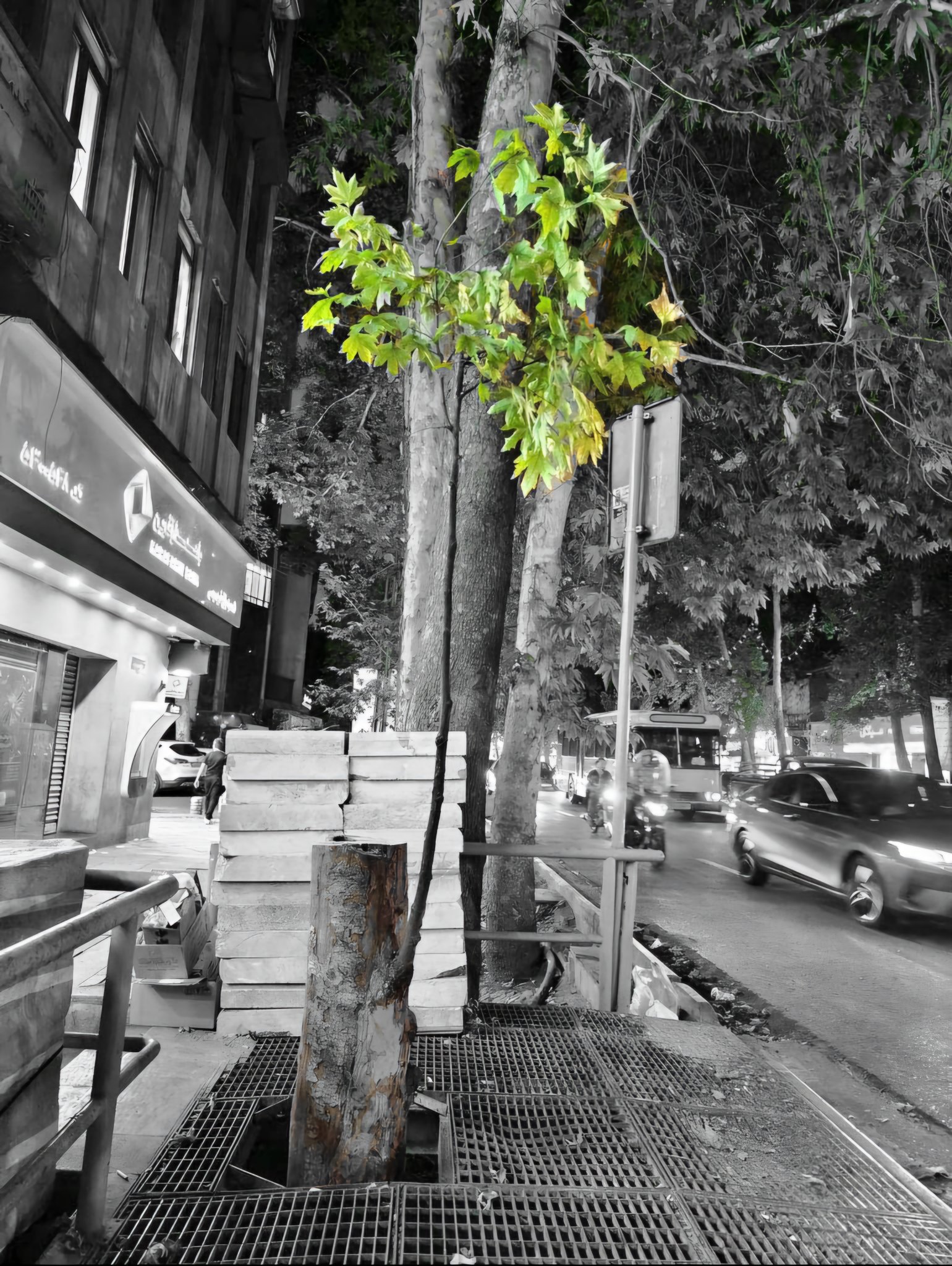 یکی از چنارهای خیابان ولیعصر که پس از قطع مجددا جان گرفته است
