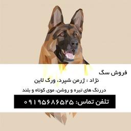 فروش سگ ژرمن شپرد