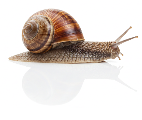 حلزون آچاتینا