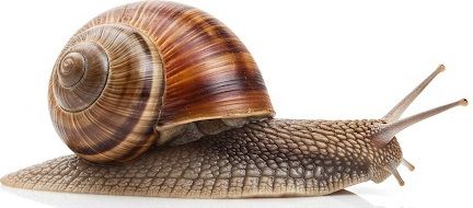 حلزون خانگی آچاتینا 