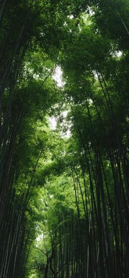 جنگل سحر آمیز