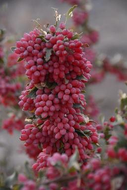 زرشک، یاغوت سرخ قهستان که مغفول تلاش های ما ایرانی ها مانده و دنیایی محروم از خواص بی نظیر سلامت افزای اون هستن.