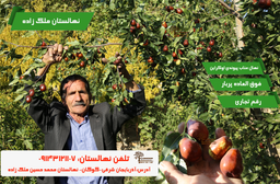 خرید نهال عناب پیوندی اوکراینی و گلابی