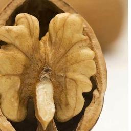 فروش گردو تویسرکان