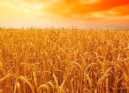 کاشت، داشت، برداشت