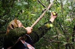 انارِ مَلَس (قسمت دوم: آن عصر کذایی)