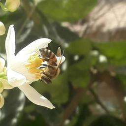 فروردین ماه شیراز