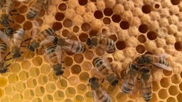 راهنمای خرید عسل 2021