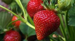 آفات و بیماری های توت فرنگی