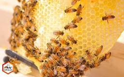 تولید موم زنبور توسط زنبوران کارگر