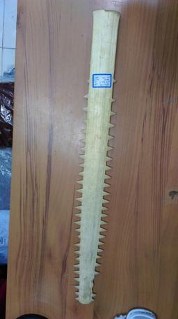 شمشیر کلکسیونی تاکسیدرمی شده أره ماهی