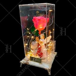 گل رز هلندی - ویژگی و تفاوت ها