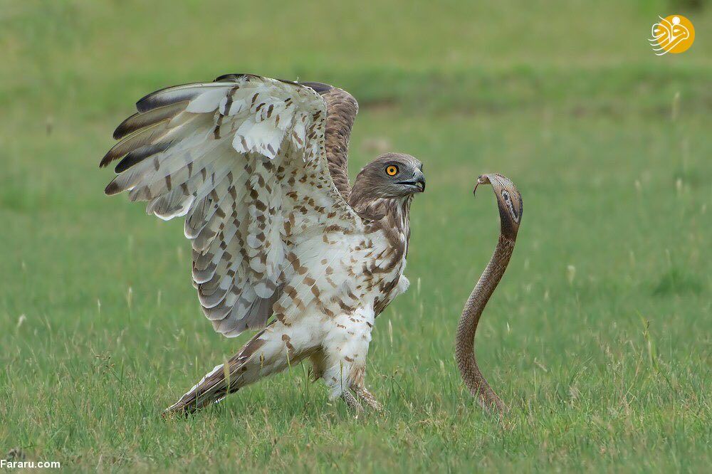 هیچ برخوردی اتفاقی نیست