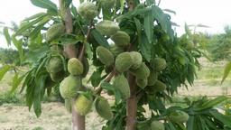 افزایش عملکرد و تولید محصولات کشاورزی