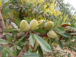 بهترین روش تغذیه گیاهان