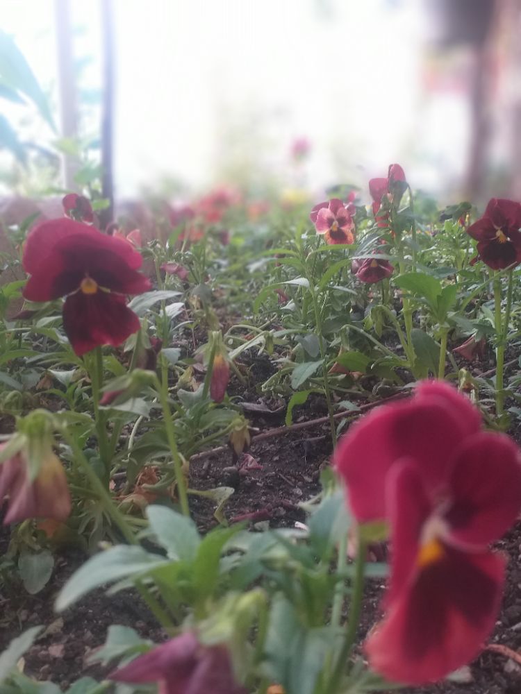 من خسته ام ?