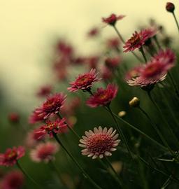 شعر خوشا بهارا (ملک‌الشعرای بهار)