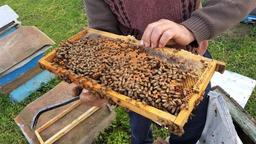 5 خواص عسل طبیعی که خیلی‌ها ازش بی‌خبرن!!!