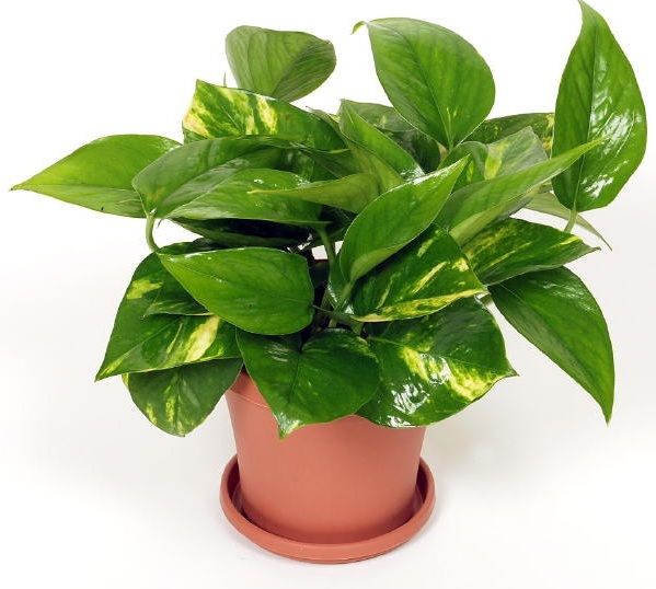 *عکس تزئینی!*