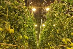 مزایا و معایب کشت هیدروپونیک چیست؟