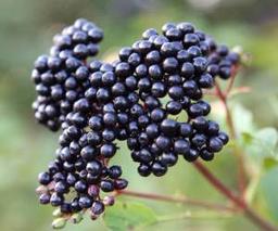 چند نوشیدنی برای حالات مختلف روحی