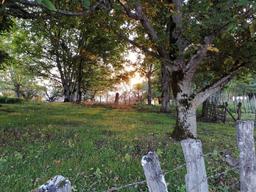 "زَنگی قَریب"