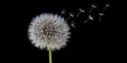 مرگ، شور زندگی