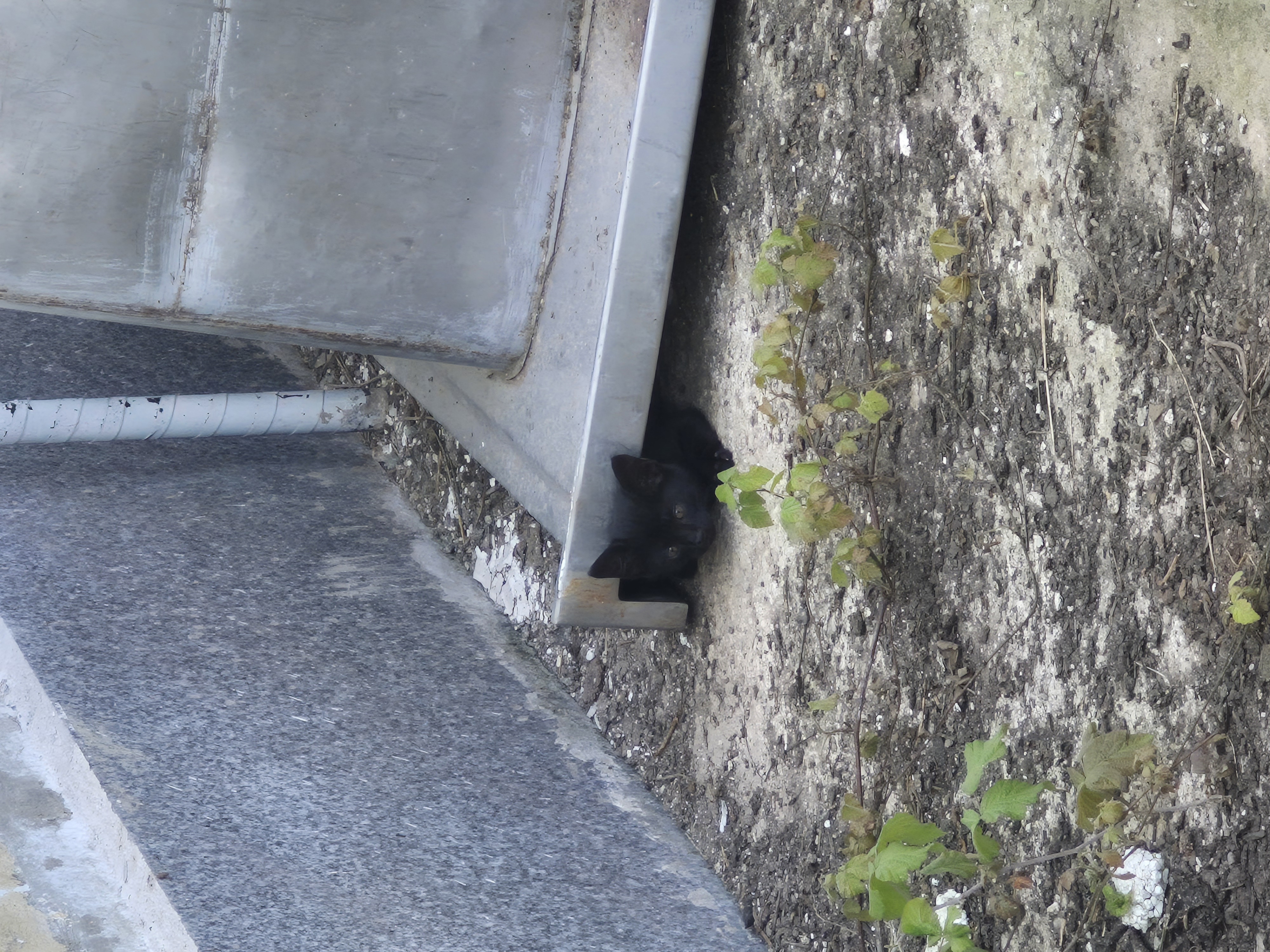 ابر های توی قهوم