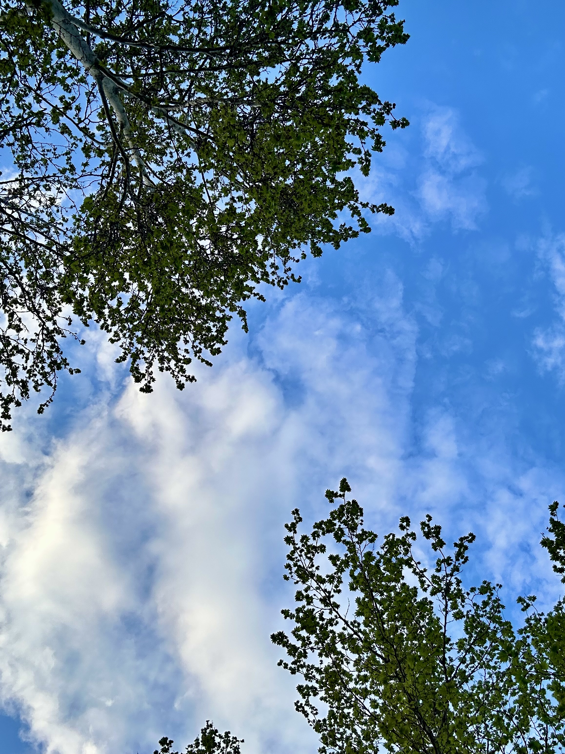 سبز ملوس و این حرف ها.