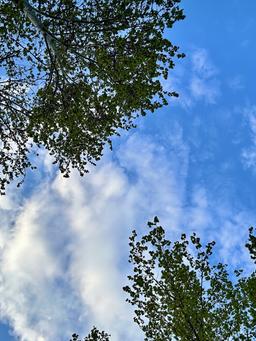 دیوارِ یاسی‌کبود