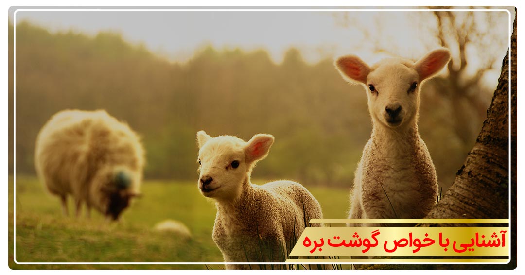 خواص گوشت گوسفند