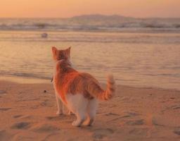 ته تهش رنگای دنیا بدون من تغییری نمیکنه