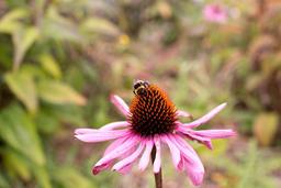 خواص سرخارگل از میگرن تا تقویت سیستم ایمنی بدن