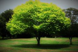 درختان اگر نباشند چه اتفاقی می افتد؟   راه های محافظت از درختان ....