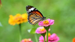 بزرگی ~ خوبی