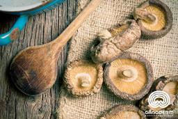 خواص یک قارچ ژاپنی ! قارچ شیتاکه